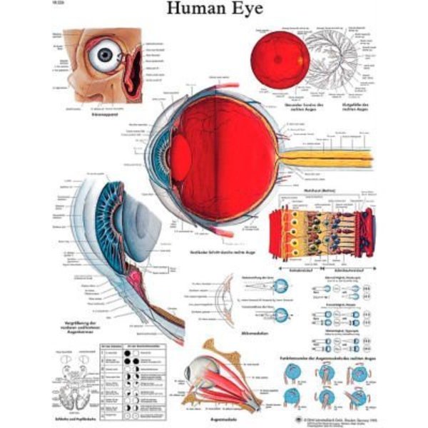 Fabrication Enterprises 3B® Anatomical Chart - Eye, Laminated 12-4607L